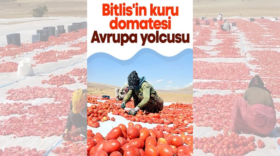 Bitlis’ten Amerika ve Avrupa’ya kurutulmuş domates