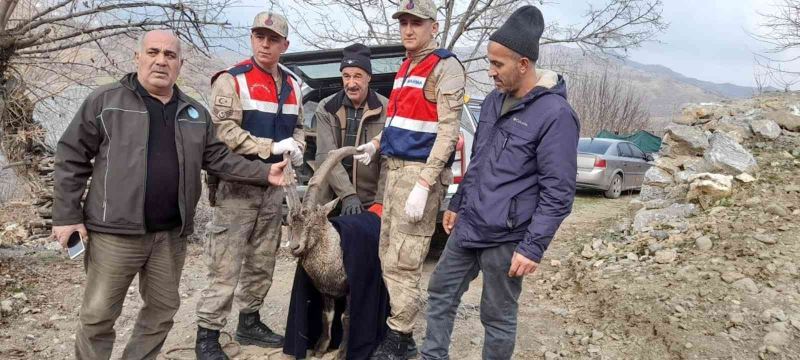 Tedavisi tamamlanan dağ keçisi doğaya salındı
