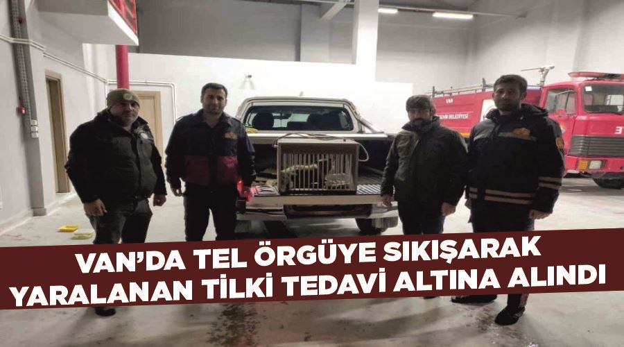 Van’da tel örgüye sıkışarak yaralanan tilki tedavi altına alındı