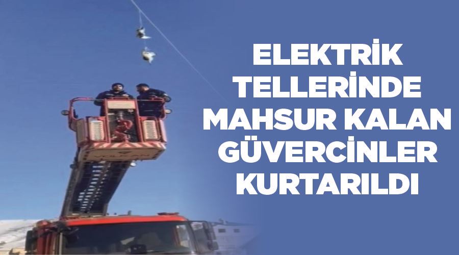 Elektrik tellerinde mahsur kalan güvercinler kurtarıldı