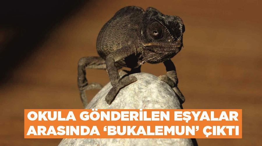 Okula gönderilen eşyalar arasında ‘bukalemun’ çıktı