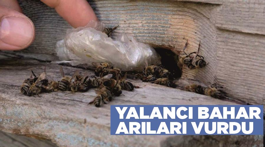 Yalancı bahar arıları vurdu