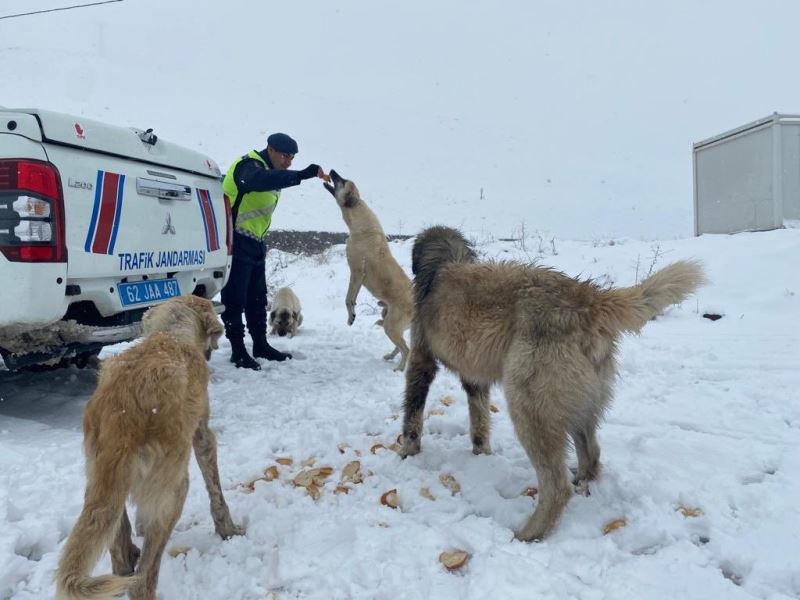 Tunceli’de jandarmadan sokak hayvanlarına mama ve su desteği
