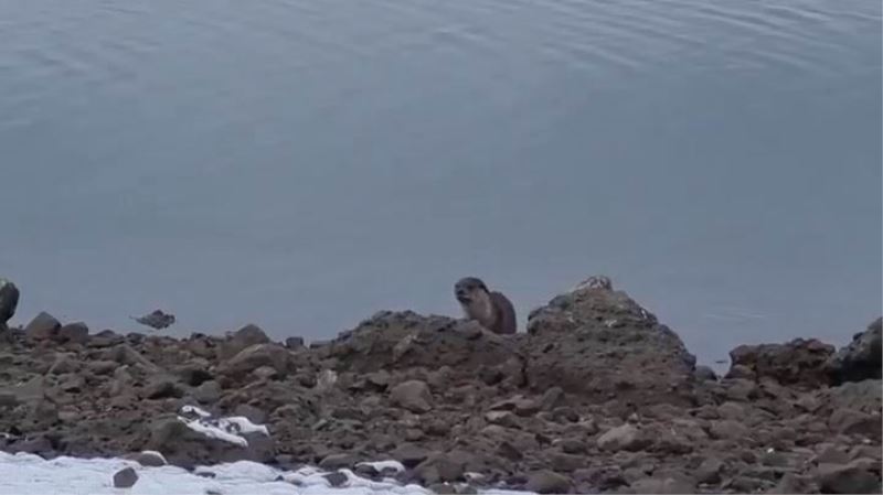 Tunceli’de nesli tükenme tehlikesi altında bulunan su samuru görüntülendi
