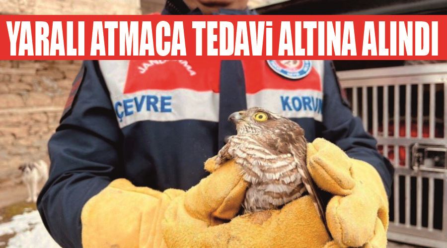 Yaralı atmaca tedavi altına alındı