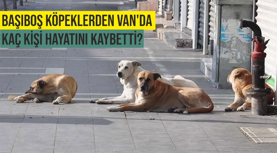 Başıboş köpeklerden Van