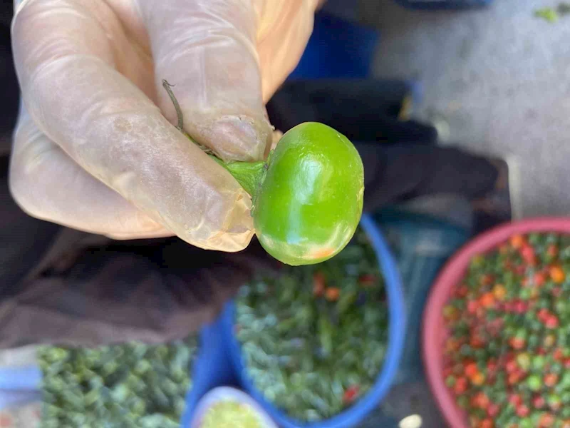 Domates görünümlü biberler ilgi odağı oldu
