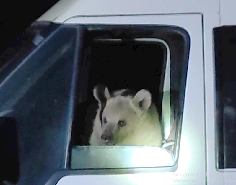 Aç kalan ayılar minibüsün içine girerek yiyecek aradı
