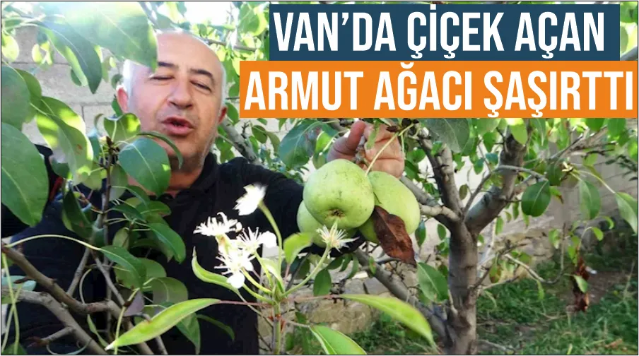 Van’da çiçek açan armut ağacı şaşırttı