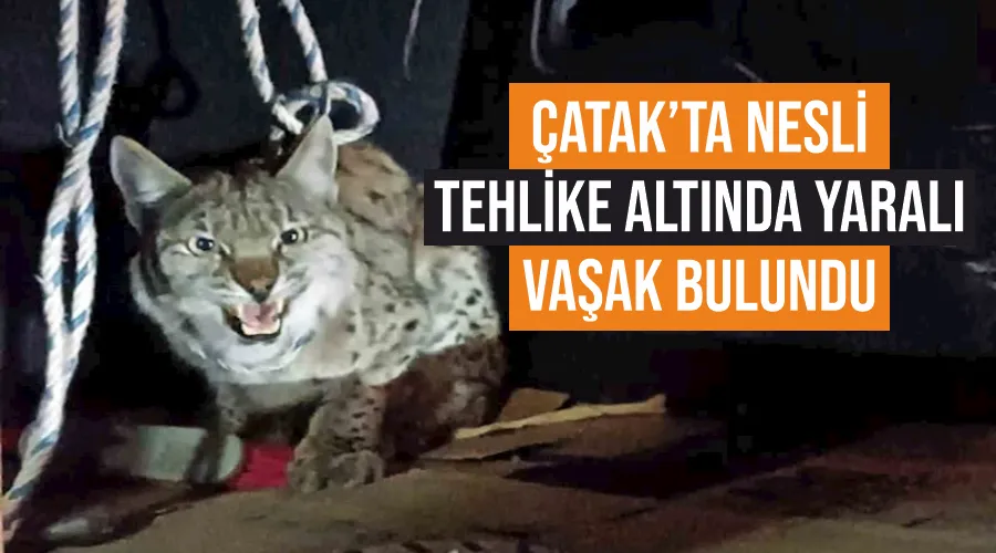 Çatak’ta nesli tehlike altında yaralı vaşak bulundu