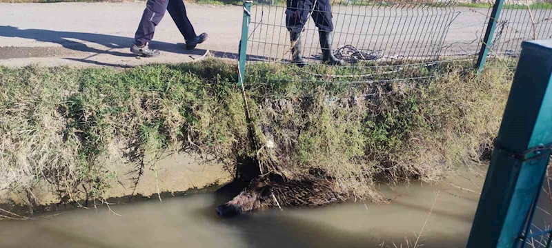 Sulama kanalına düşen yaban domuzu mahalleliyi ayağa kaldırdı
