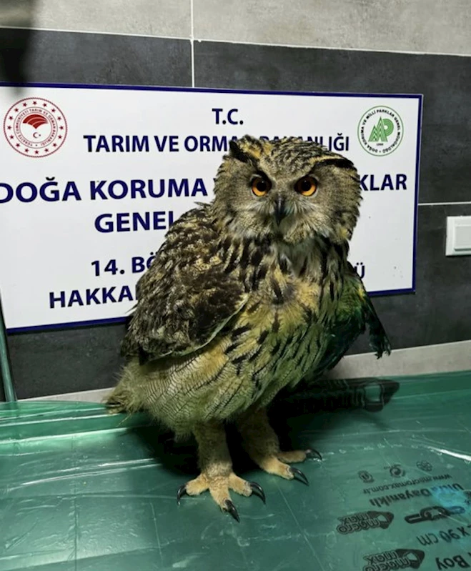 Yüksekova’da yaralı bulunan baykuş tedavi altına alındı
