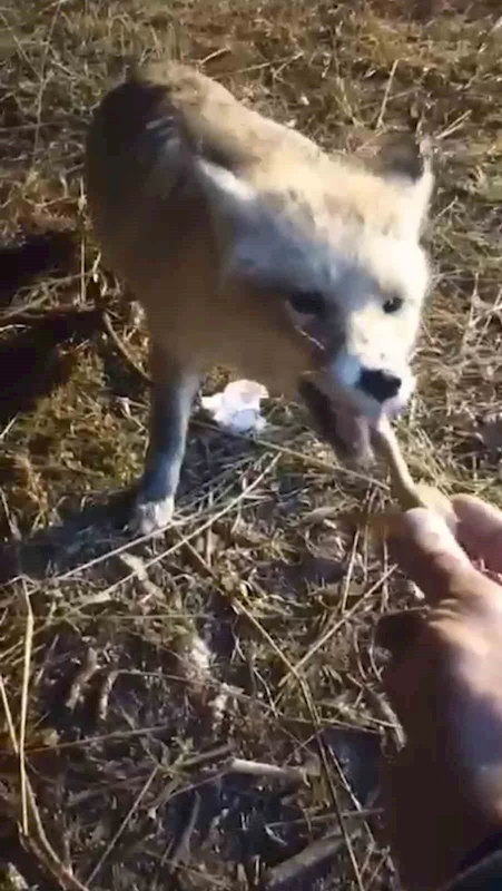 Ağrılı vatandaş, aç kalan tilkiyi elleriyle besledi
