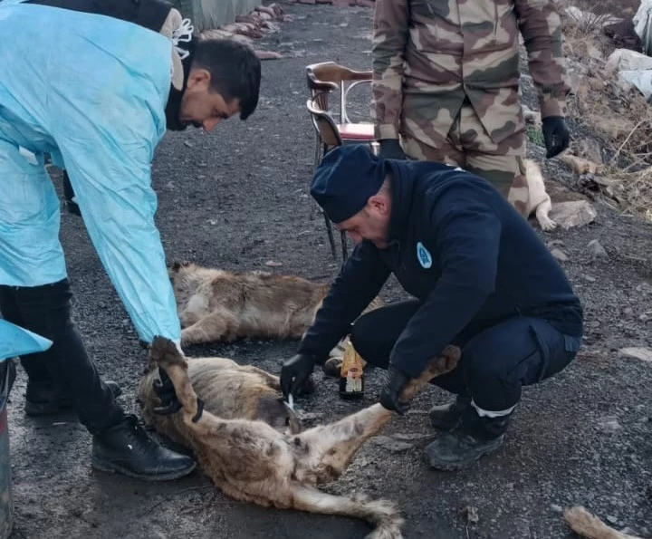 Üs bölgelerindeki can dostlar sağlık taramasından geçirildi
