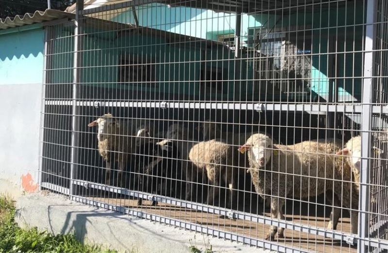 Hayırseverlerin bağışladığı hayvanlar kesilerek Kızılay’a teslim edildi
