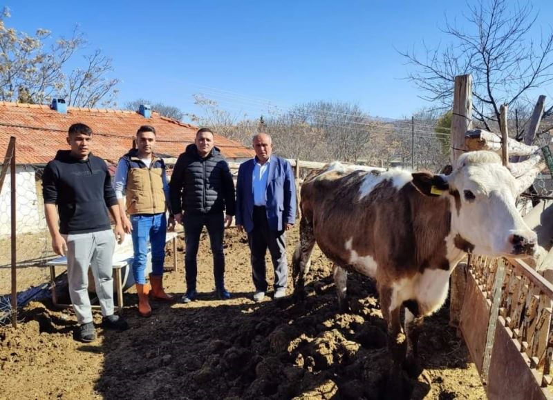 Köy muhtarı depremzedeler için büyükbaş hayvan bağışladı
