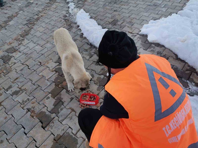 Keçiören Belediyesi veteriner hekimleri yaraları sarıyor
