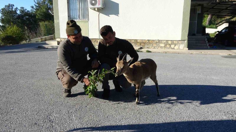 Yavru yaban keçisi, milli parkların maskotu oldu
