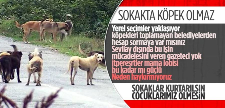 Ülkemizde başıboş köpek sorunu çözüme kavuşturulmayı bekliyor