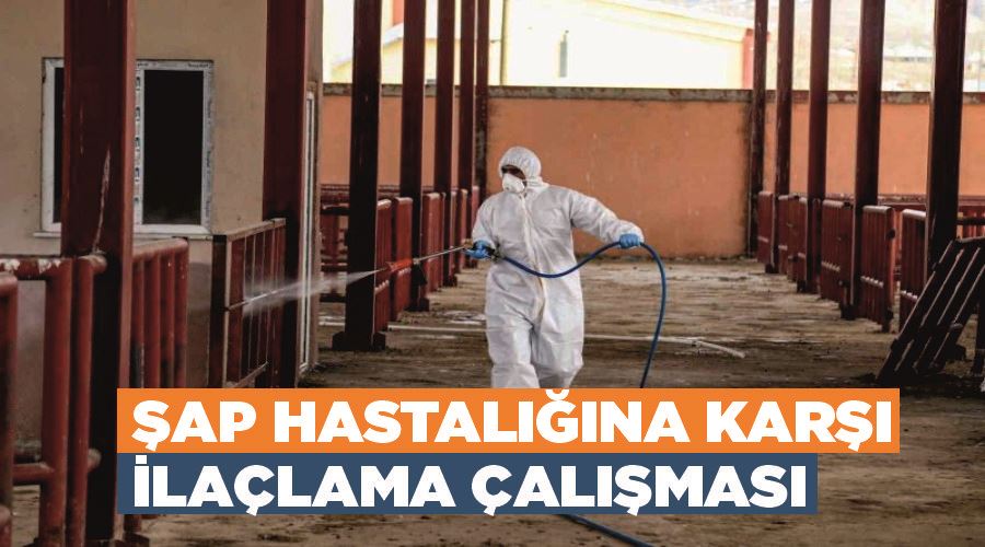 Şap hastalığına karşı ilaçlama çalışması