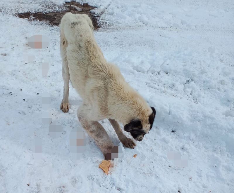 Kurt kapanına kapılarak patisi kopan köpek tedavi altına alındı
