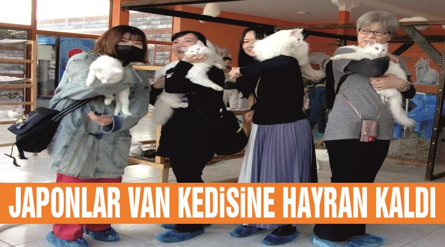 Japonlar Van kedisine hayran kaldı