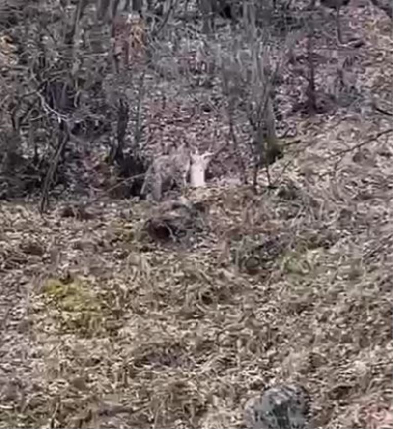 Koruma altındaki vaşak, öldürdüğü kediyi ağzında götürürken görüntülendi
