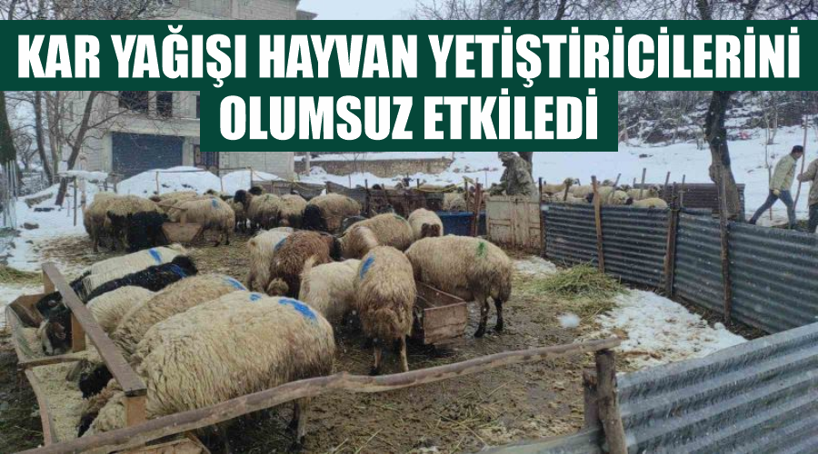 Kar yağışı hayvan yetiştiricilerini olumsuz etkiledi