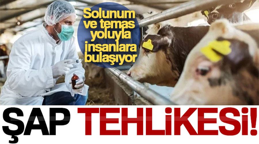 Şap hastalığı, solunum ve temas yoluyla insanlara bulaşıyor