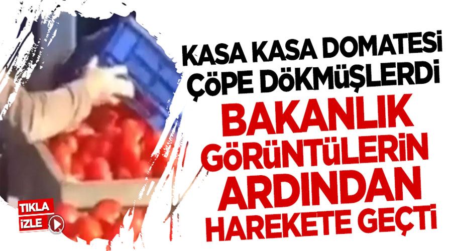 Kasa kasa domatesi çöpe dökmüşlerdi! Bakanlık harekete geçti