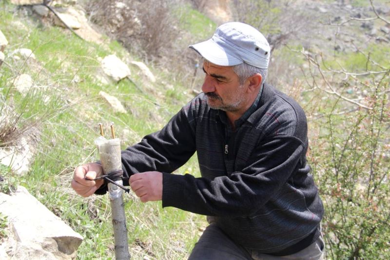 Doğa tutkunu Altan, 36 yıldır dağlardaki verimsiz ağaçları aşılayarak verimli hale getiriyor
