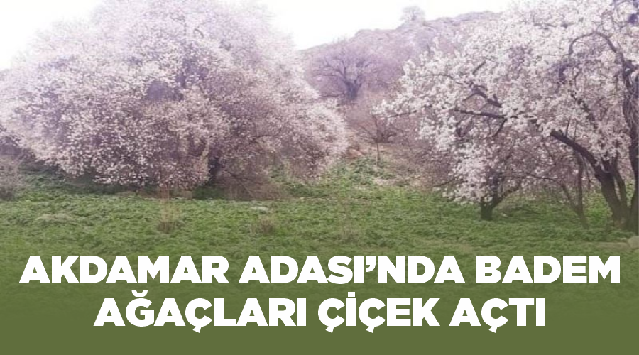 Akdamar Adası’nda badem ağaçları çiçek açtı