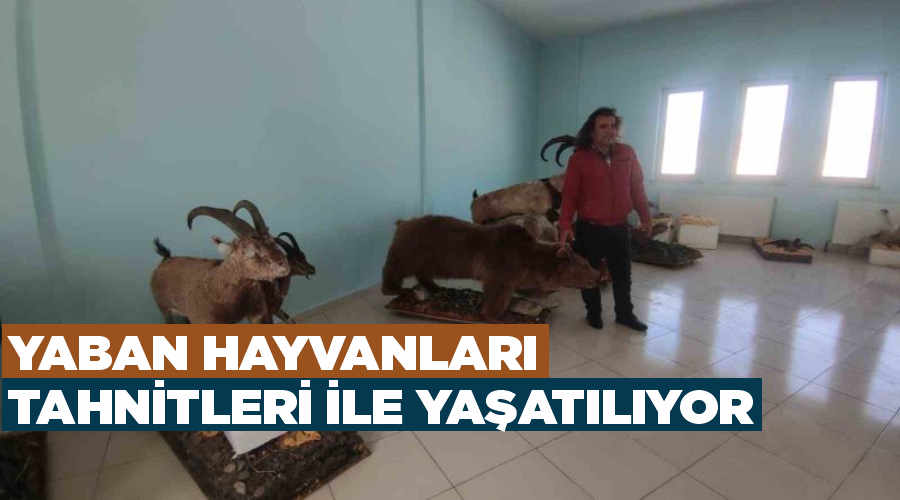 Yaban hayvanları tahnitleri ile yaşatılıyor