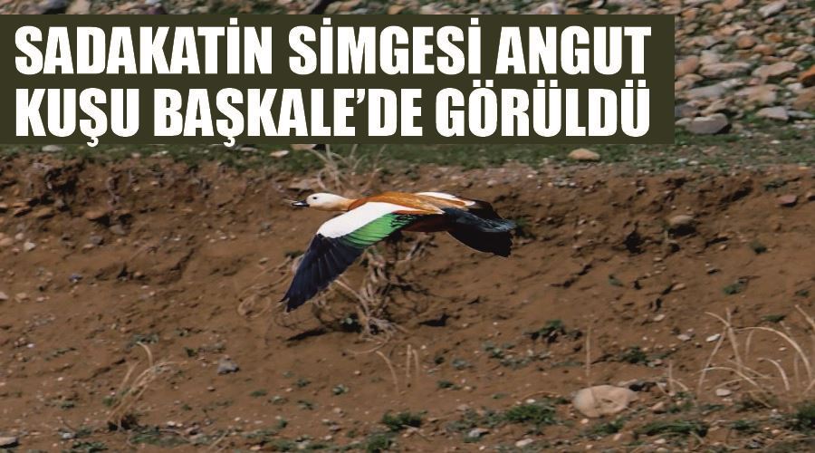 Sadakatin simgesi angut kuşu Başkale’de görüldü