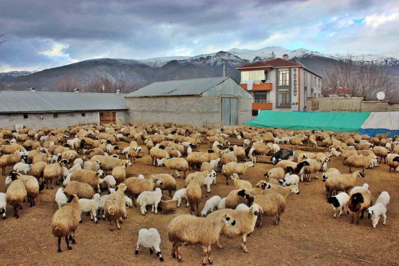 Kuzuların annelerine kavuşma anları
