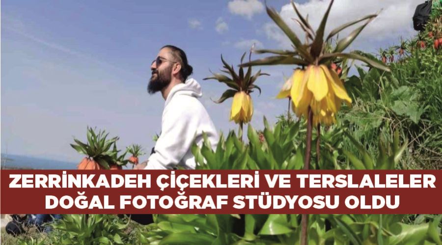 Zerrinkadeh çiçekleri ve terslaleler doğal fotoğraf stüdyosu oldu