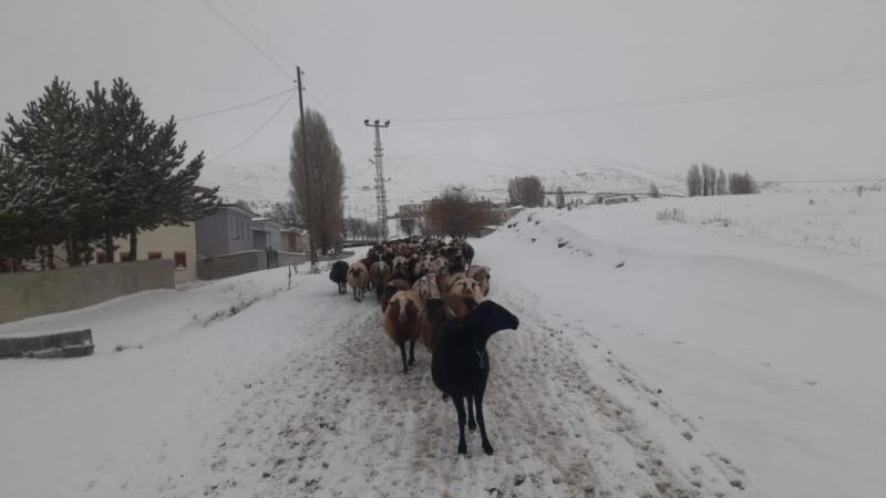 Kar yağışı koyun sürülerine zor anlar yaşattı
