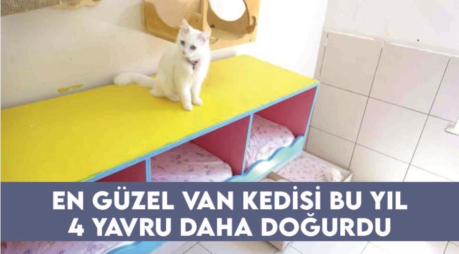 En güzel Van kedisi bu yıl 4 yavru daha doğurdu