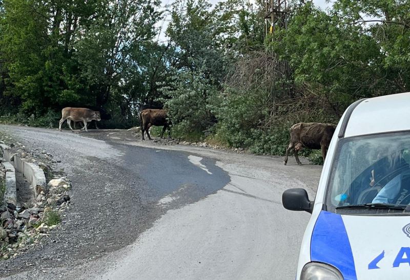 Havalar ısındı, başıboş inekler kent merkezine salındı
