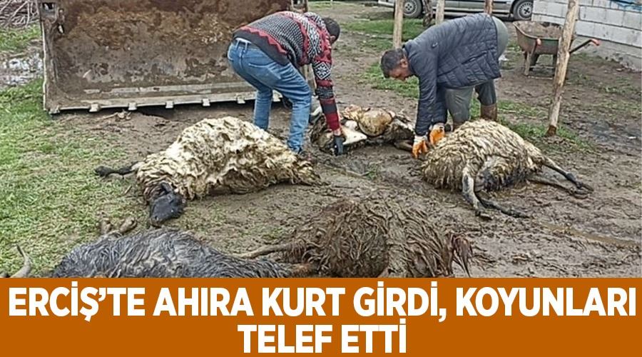 Erciş’te ahıra kurt girdi, koyunları telef etti