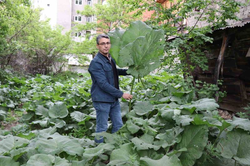 Şemsiye değil kabalak otu
