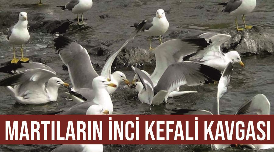 Martıların inci kefali kavgası