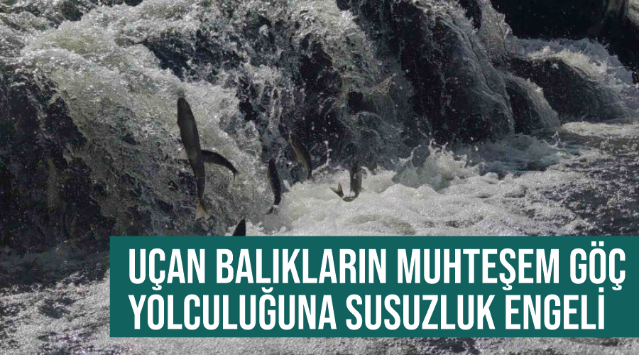 Uçan balıkların muhteşem göç yolculuğuna susuzluk engeli