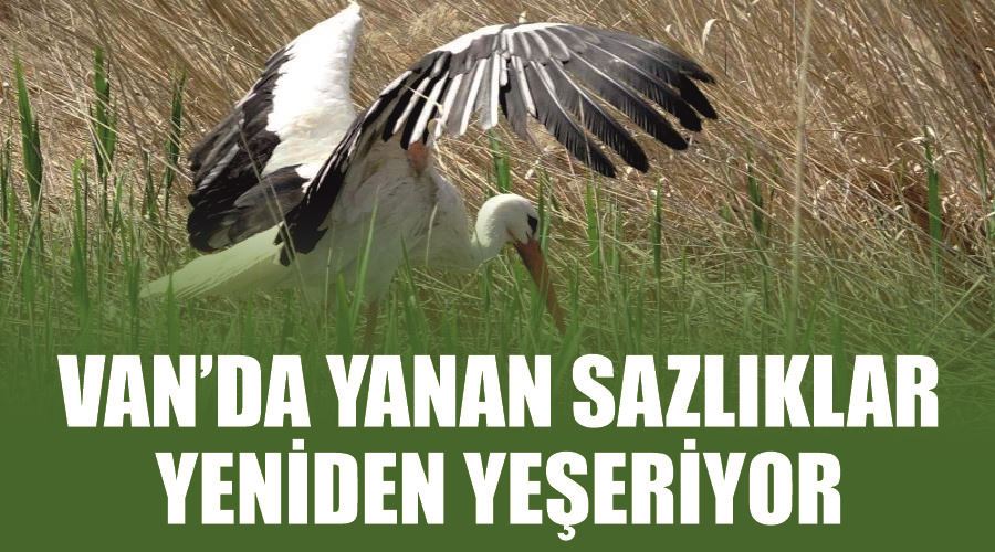 Van’da yanan sazlıklar yeniden yeşeriyor