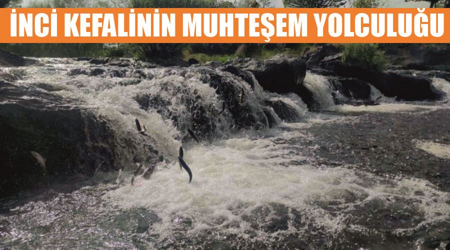 İnci kefalinin muhteşem yolculuğu