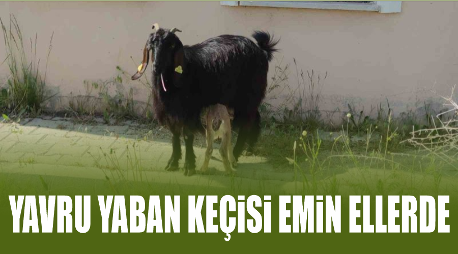 Yavru yaban keçisi emin ellerde