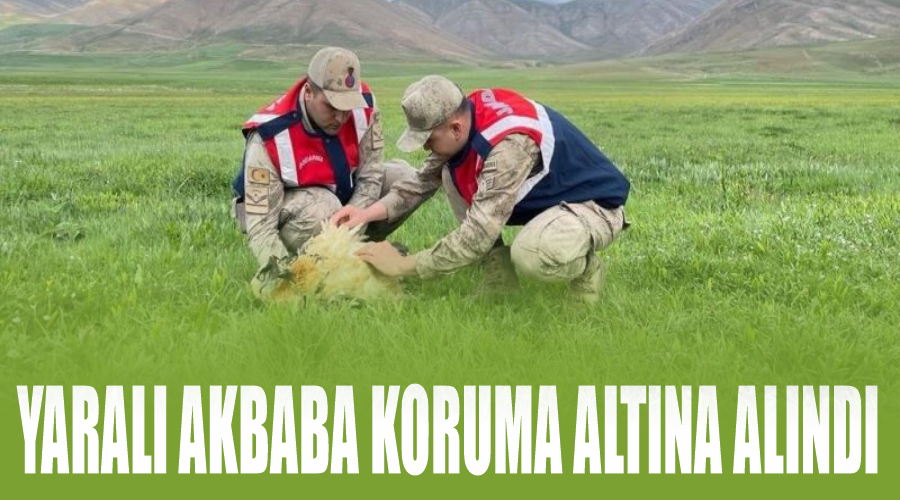 Yaralı akbaba koruma altına alındı