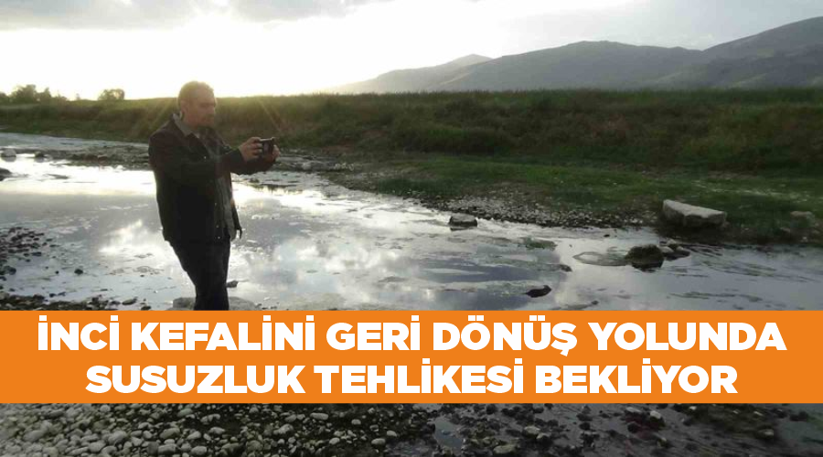 İnci kefalini geri dönüş yolunda susuzluk tehlikesi bekliyor