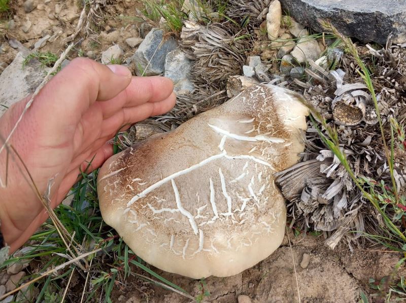 Malatya’da topladığı mantardan yiyen kişi zehirlendi
