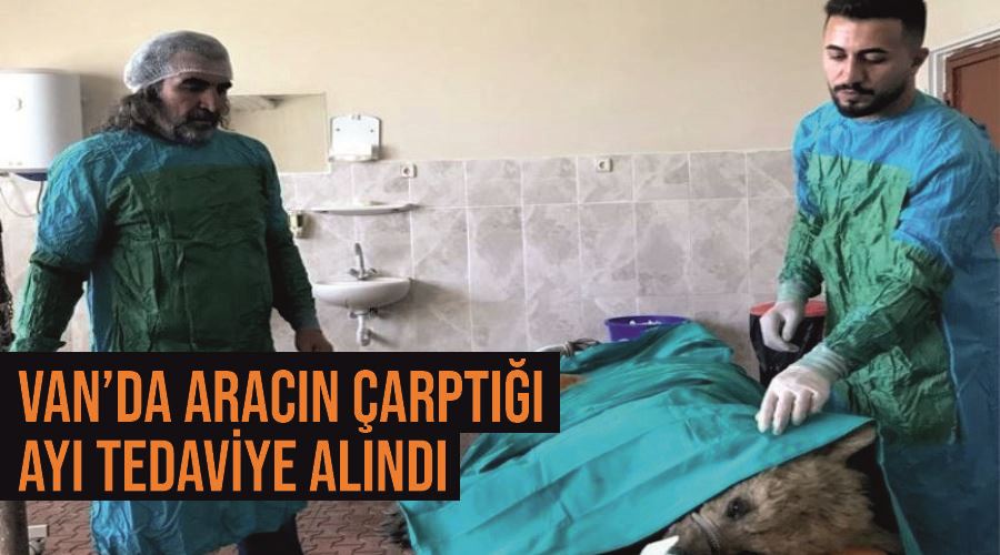 Van’da aracın çarptığı ayı tedaviye alındı